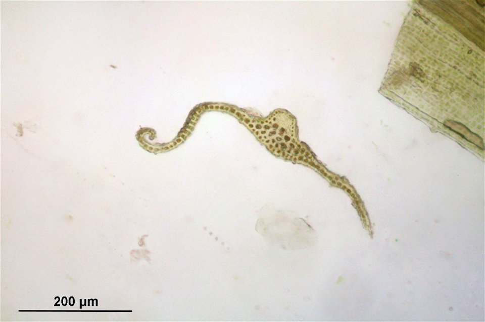 Bartramia halleriana