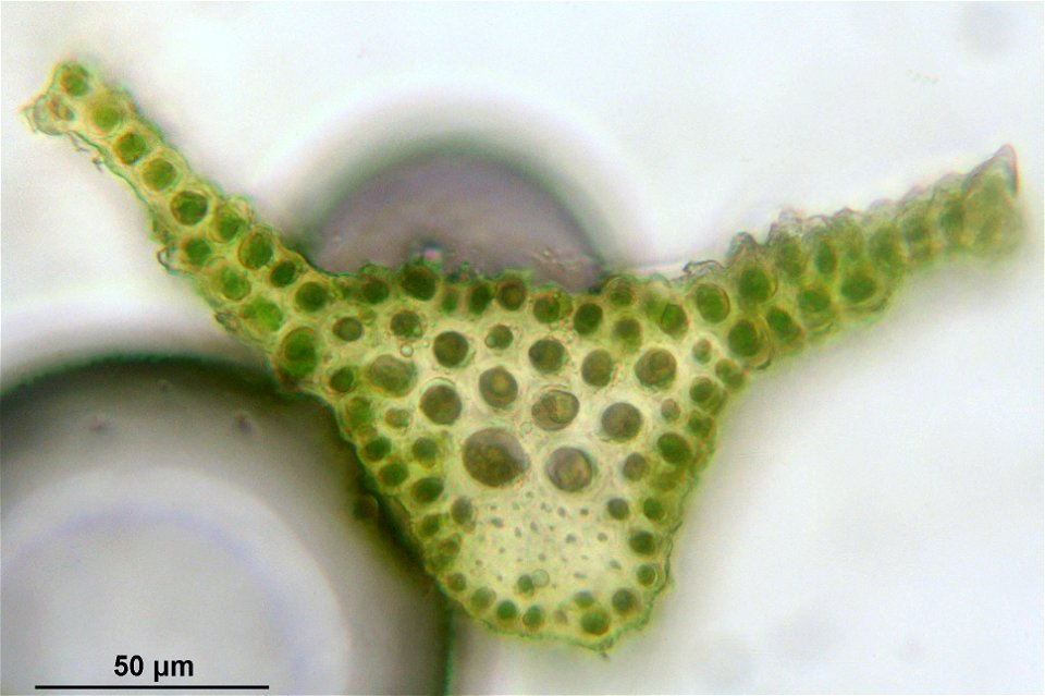 Bartramia halleriana