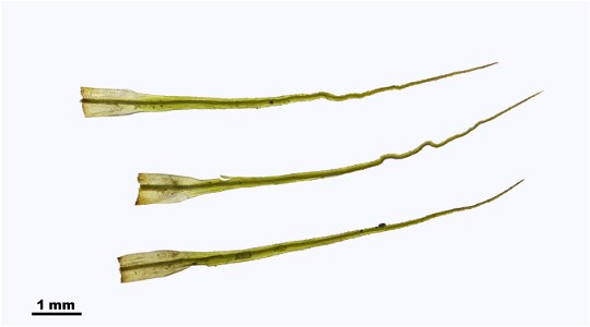 Bartramia halleriana