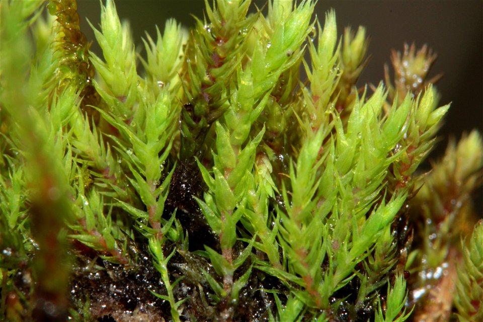 Philonotis caespitosa