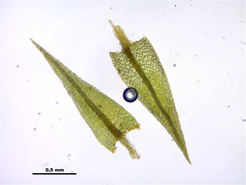 Philonotis caespitosa