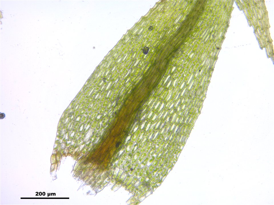 Philonotis caespitosa