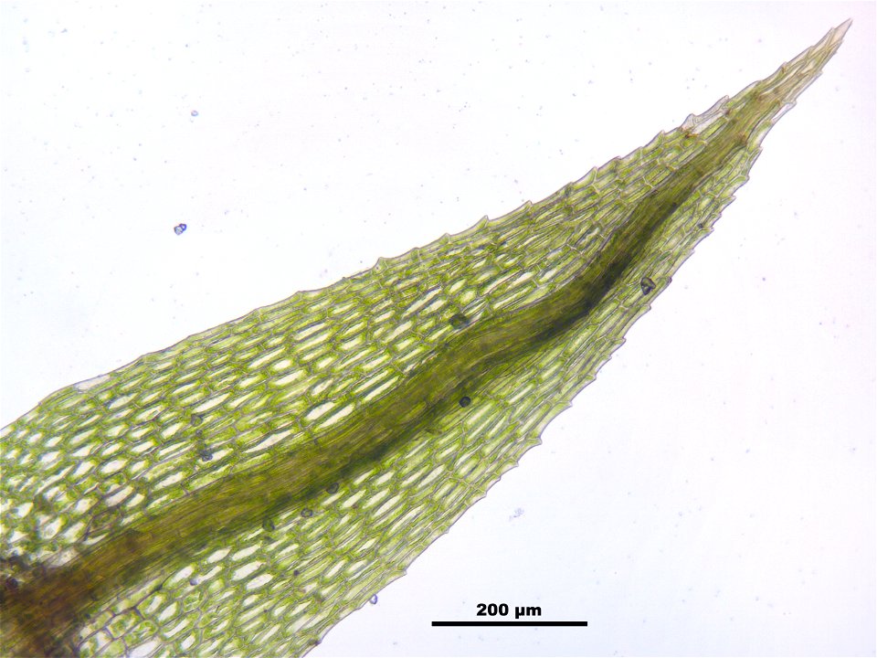 Philonotis caespitosa