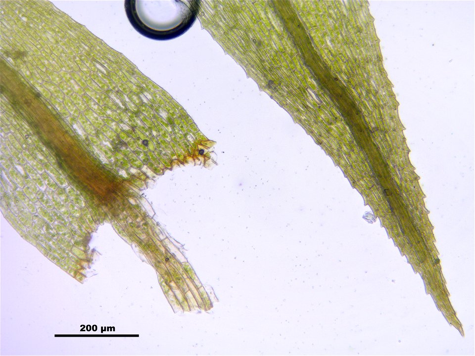 Philonotis caespitosa