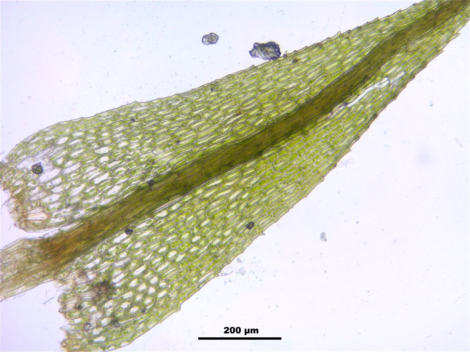 Philonotis caespitosa