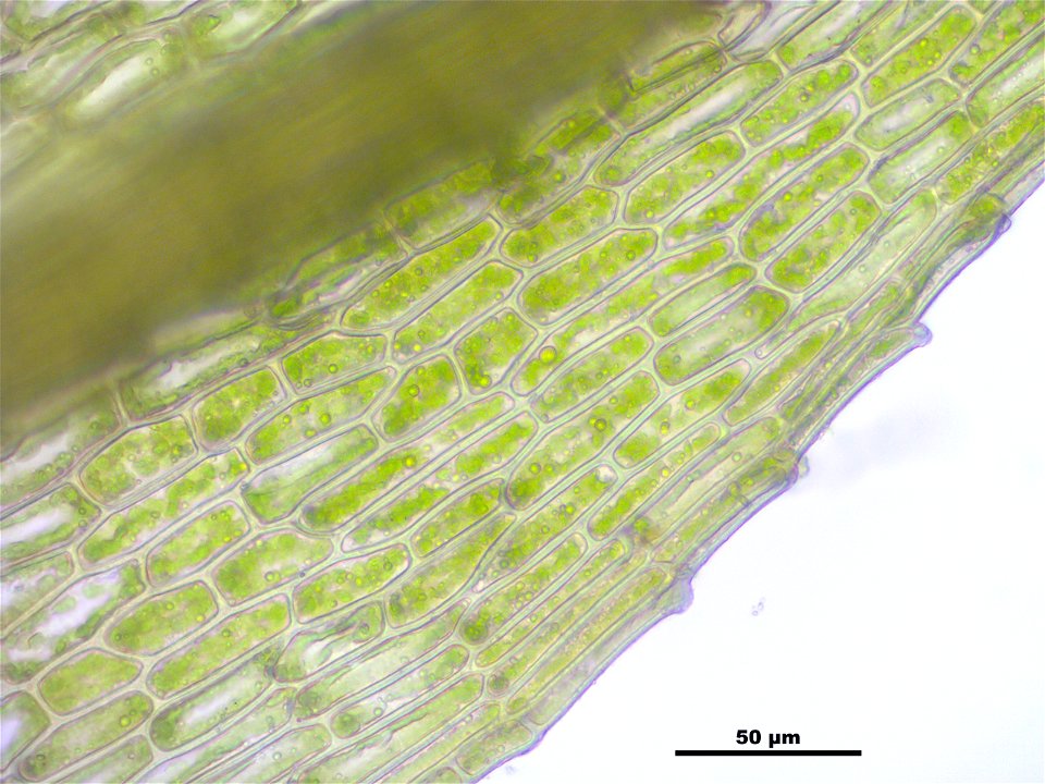 Philonotis caespitosa