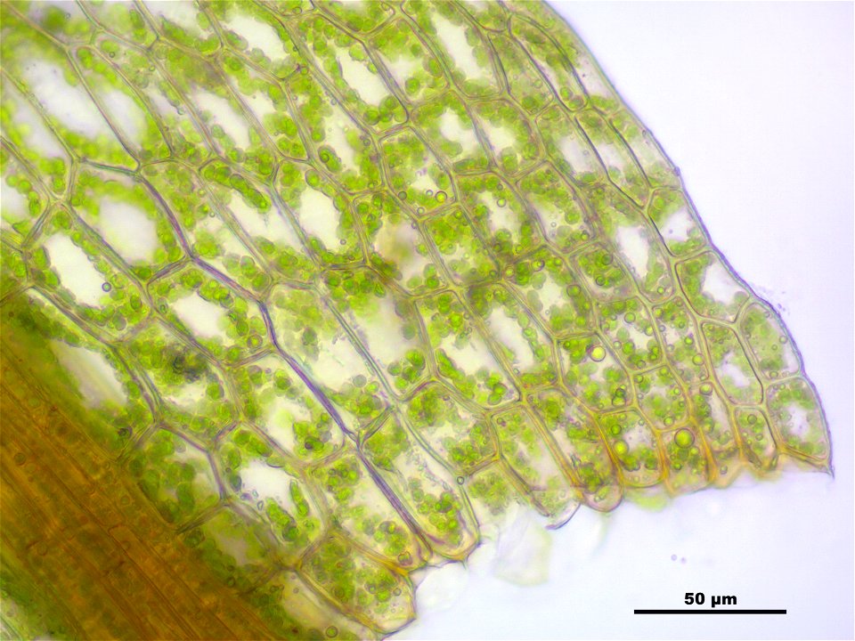 Philonotis caespitosa