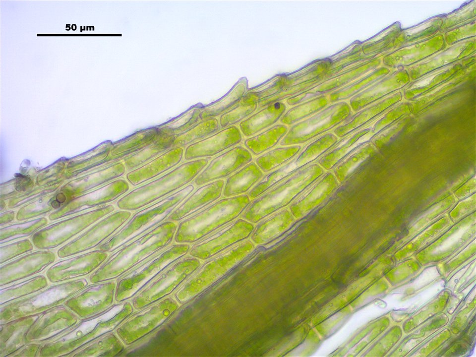 Philonotis caespitosa