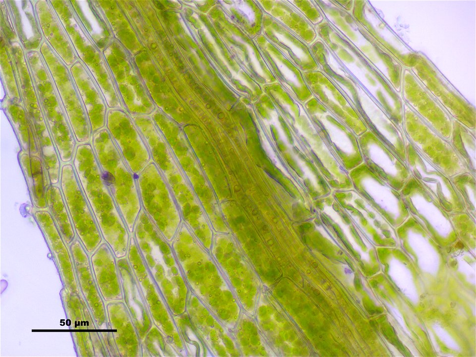 Philonotis caespitosa