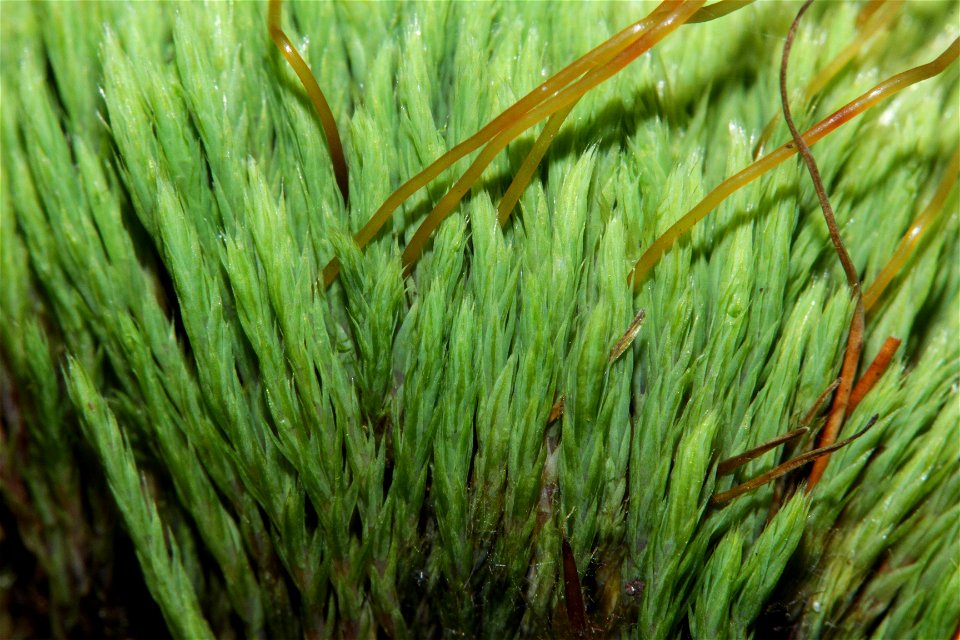 Conostomum tetragonum