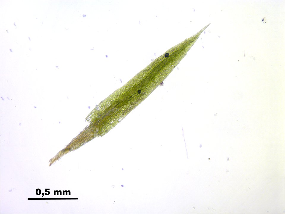 Conostomum tetragonum
