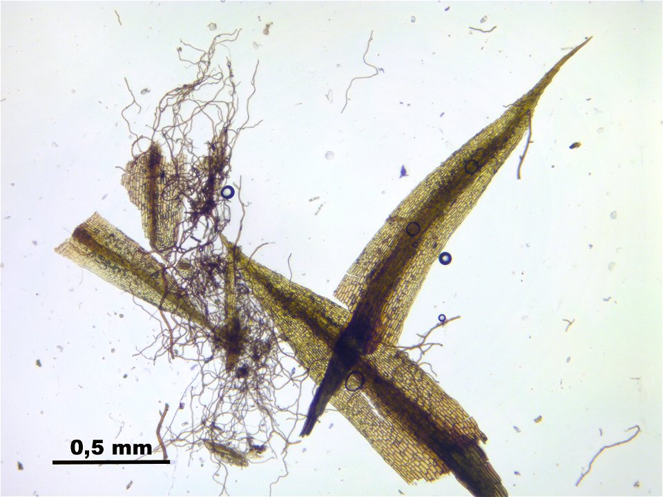 Conostomum tetragonum
