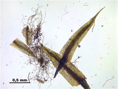 Conostomum tetragonum