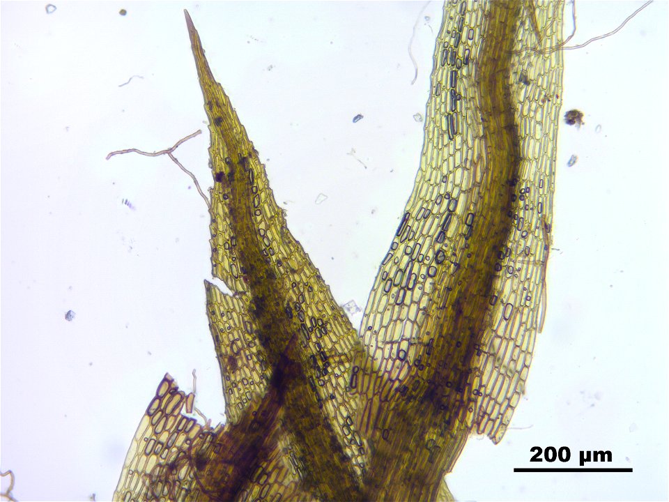 Conostomum tetragonum