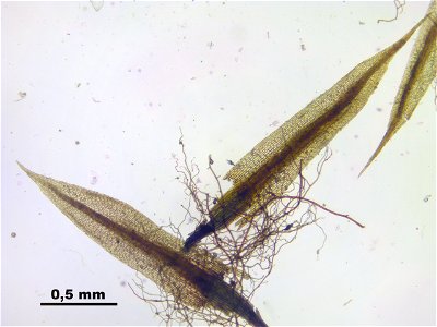 Conostomum tetragonum