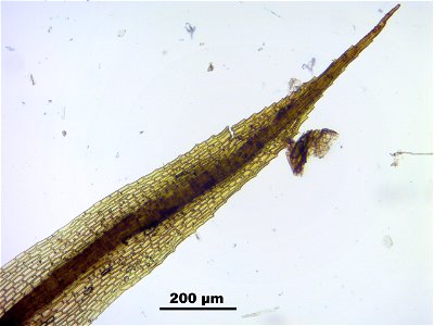 Conostomum tetragonum