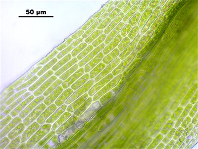 Conostomum tetragonum