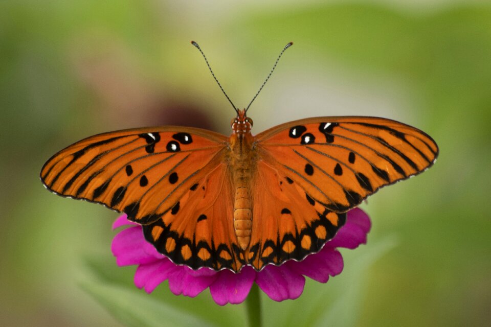 Flowers orange pink