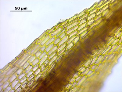 Conostomum tetragonum