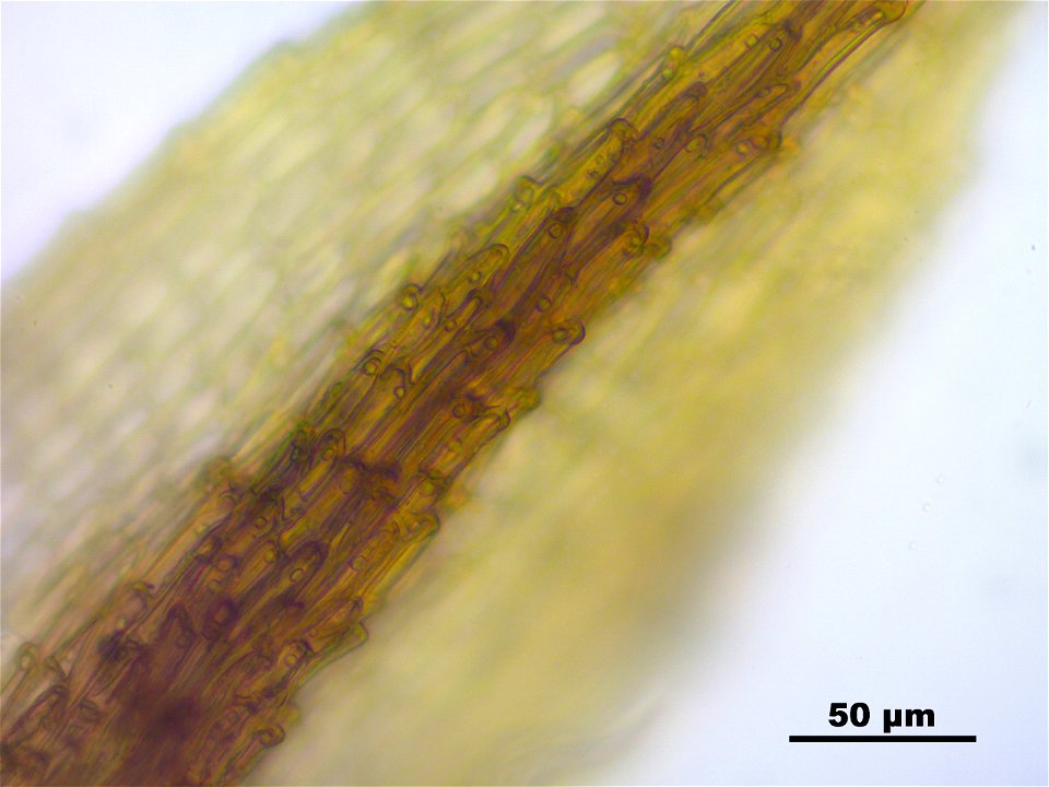 Conostomum tetragonum