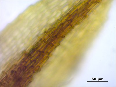Conostomum tetragonum