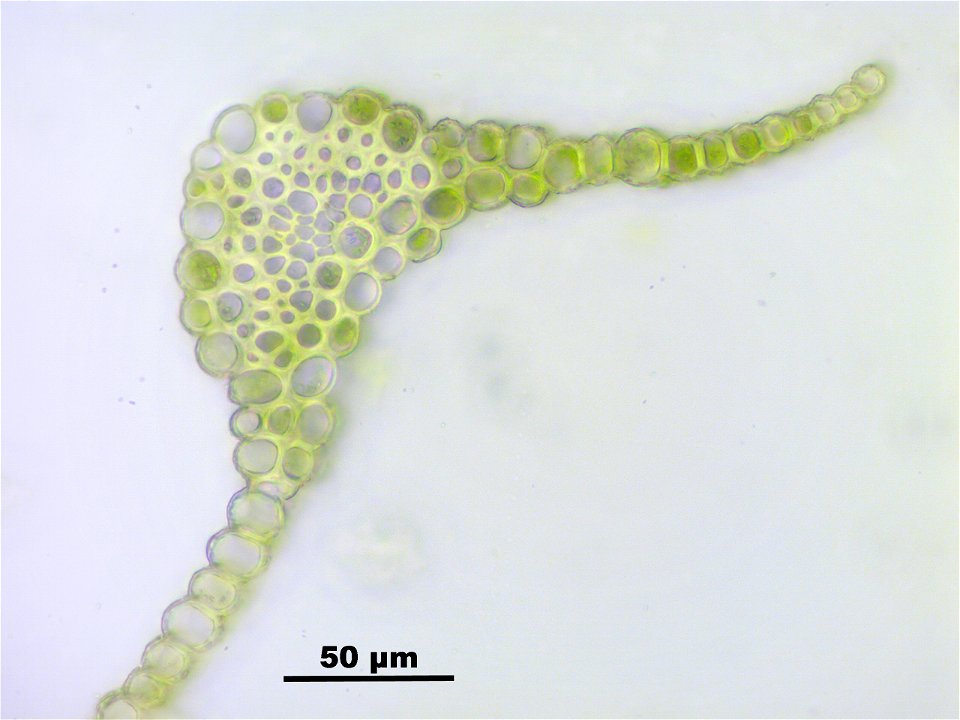 Conostomum tetragonum