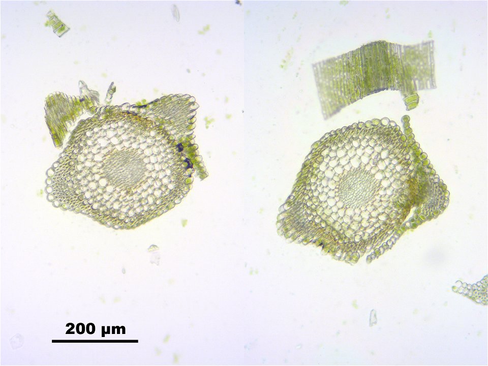 Conostomum tetragonum