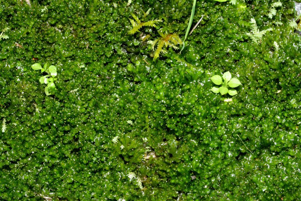 Blasia pusilla