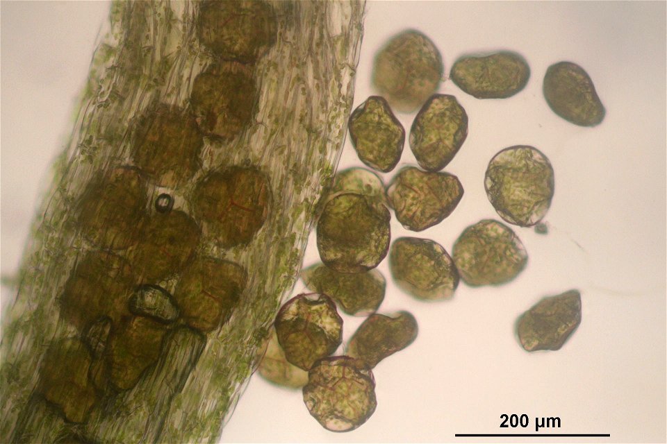 Blasia pusilla