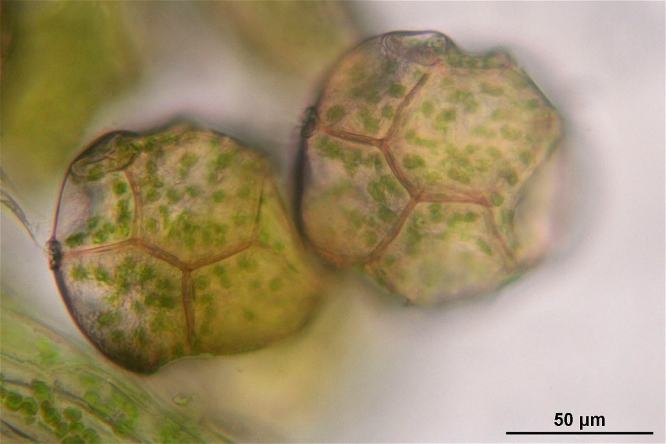 Blasia pusilla