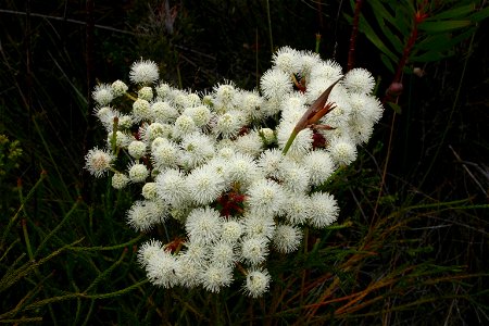 Brunia nodiflora L. (Bruniaceae), Nature's Valley, South Africa
