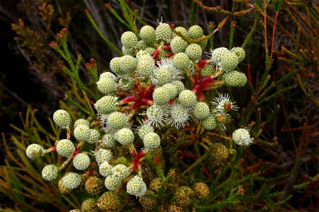 Brunia nodiflora L. (Bruniaceae), Nature's Valley, South Africa