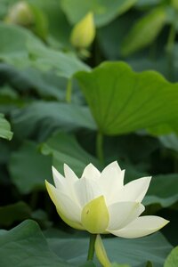 Lotus abstract green