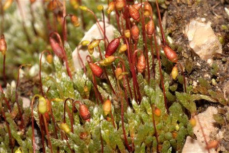 Bryum argenteum