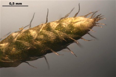 Bryum argenteum