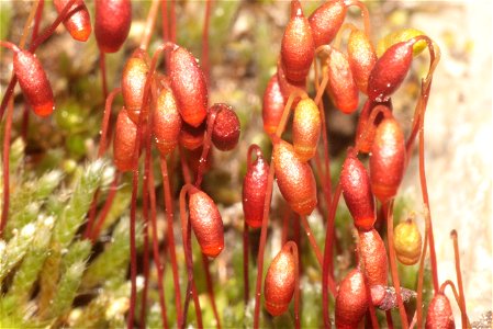 Bryum argenteum