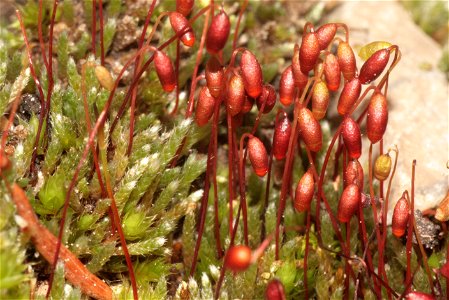 Bryum argenteum