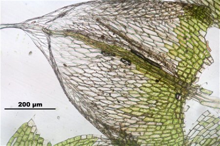 Bryum argenteum