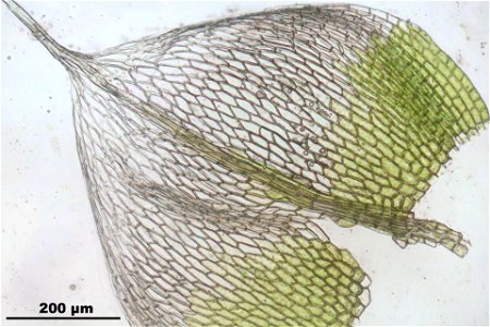 Bryum argenteum