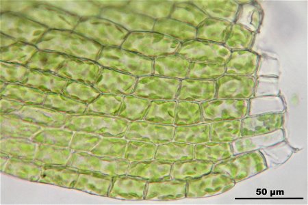 Bryum argenteum