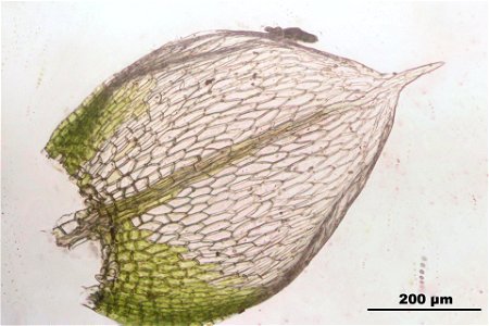 Bryum argenteum