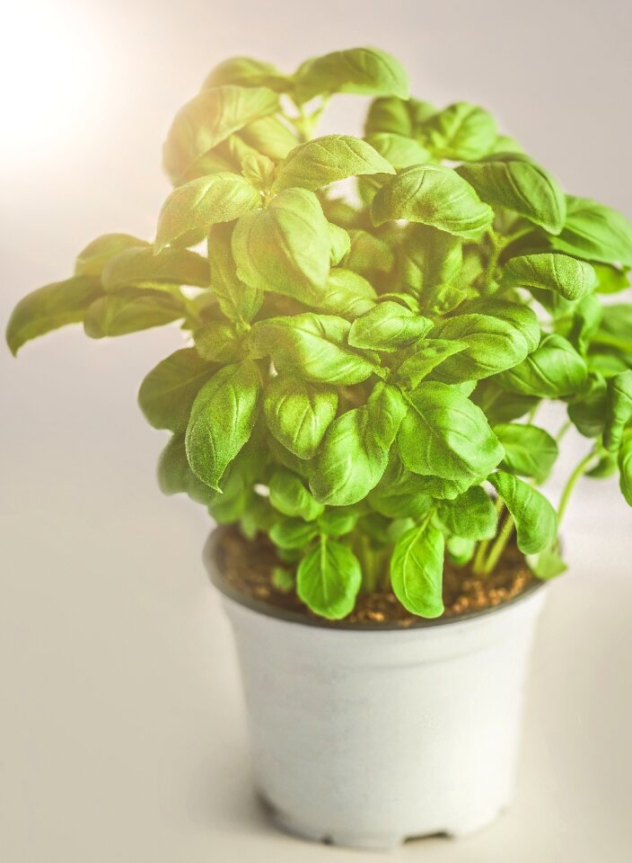 Healthy herbs spice