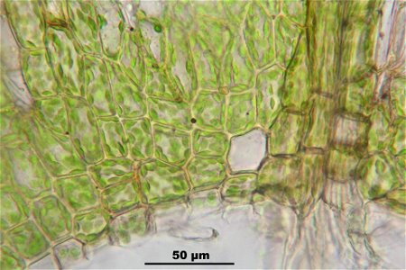 Bryum argenteum