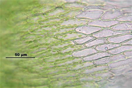 Bryum argenteum