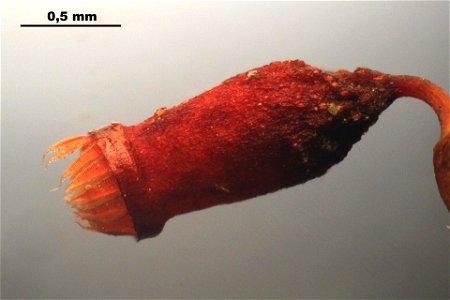 Bryum argenteum
