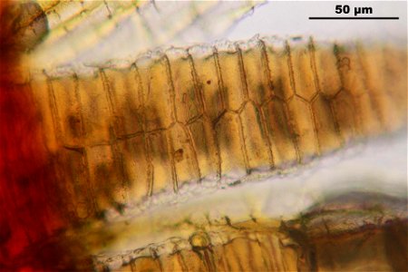 Bryum argenteum
