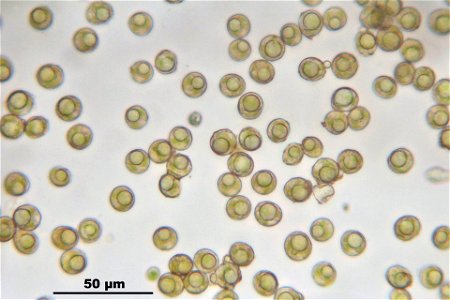 Bryum argenteum