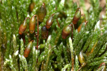 Bryum argenteum