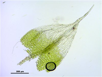 Bryum argenteum