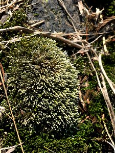 Silvery Bryum (Bryum argenteum)